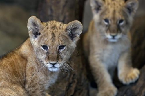 ABŞ-ın safari parkında şirlər aclıqdan ölüb