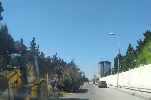 Nərimanov rayonunda yaşıl şam ağaclarını niyə kəsirlər?-Fotofakt-Video