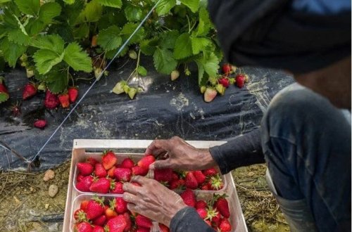 İqlim dəyişikliyi meyvələrə təsir etdi