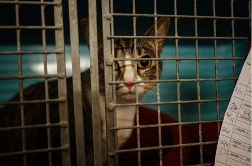 Heyvanlara işgəncə verənlər üçün məcburi psixoloji müayinə tələb olunur