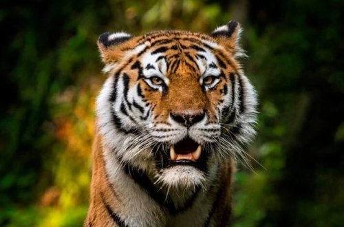 Dəstə zorakılığının son qurbanı heyvanlar oldu