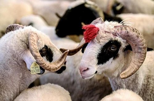 Qurban bayramı ilə bağlı fətva verildi