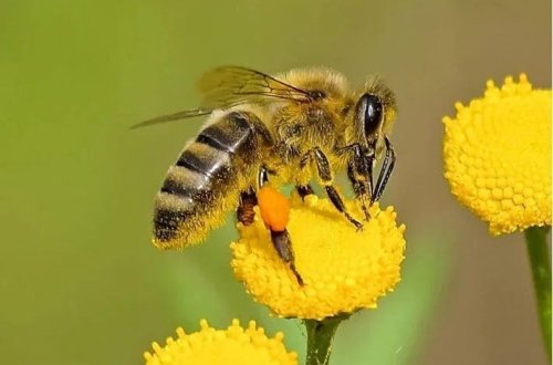 Müharibə və mikroplastiklər arıları təhdid edir