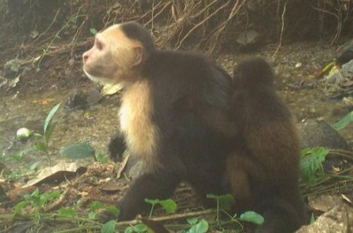 Darıxmış kapuçin meymunları digər növlərin balalarını qaçırmağa başlayır