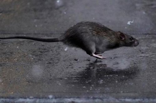 Siçanlar ölümcül bakteriyalar yaymağa başlayır