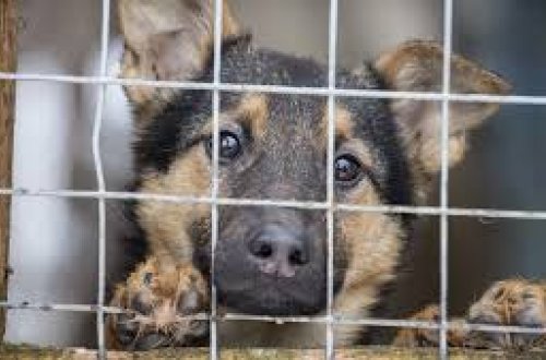 Çində itləri sığınacaqdan götürüb onların ətindən qida hazırlayan qadın ələ keçdi