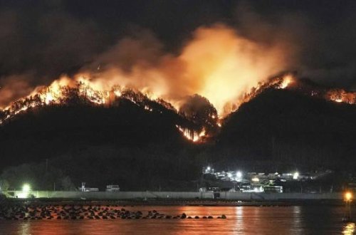 Meşə yanğınlarında qlobal böhran: Dünya miqyasında İtaliya ölçüsündə ərazi itirilib