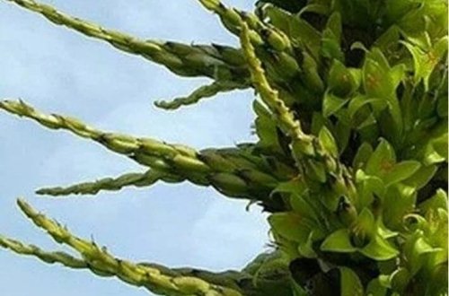 Məktəb həyətindəki 