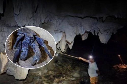 Uzaq adada 150 ildən sonra ilk dəfə nəhəng məxluq görüldü