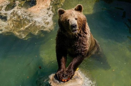 Əhaliyə qonur ayı əti satılacaq