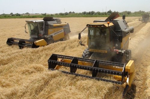 Naxçıvanda taxıl biçininə başlanılır