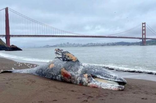 Bir həftə ərzində altı boz balina ölü tapıldı