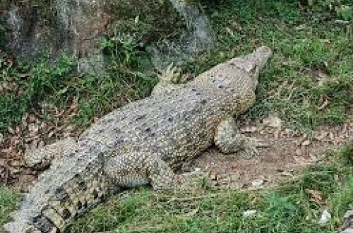 İndoneziyada timsah 13 yaşlı uşağı dostlarının gözü qarşısında yeyib