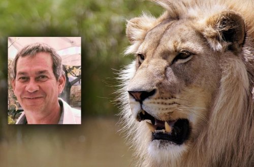 İş adamının faciəli sonu: Şir tərəfindən PARÇALANDI