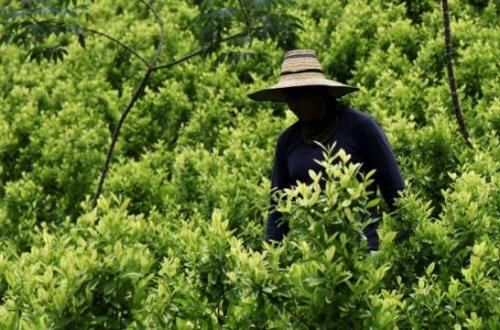 Kolumbiyada hökumət fermerlərə koka bitkilərini kökündən çıxarmaq üçün pul ödəyir