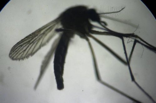 Yunanıstanda Qərbi Nil virusuna qarşı xəbərdarlıq