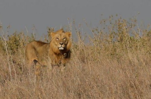 Safari zamanı aslan hücumu nəticəsində iş adamı ölüb