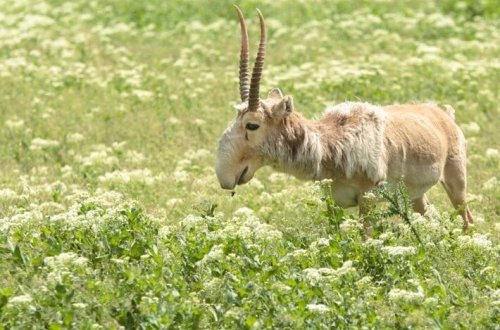 Rusiyalı fermerlər Putindən kömək istəyirlər