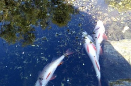 Bakıda göldə balıqların kütləvi ölümü ilə bağlı araşdırma aparılır - RƏSMİ