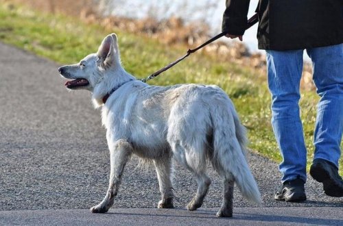 Təbrizdə itlərin küçədə gəzdirilməsi qadağan edilib