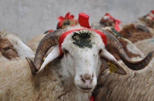 Azərbaycanda Qurban bayramı qeyd edilir