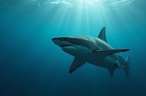 ABŞ-də maraqlı hadisə: Balıqçı 