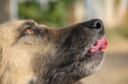 İranda itlərlə bağlı bir sıra qadağalar qoyulub