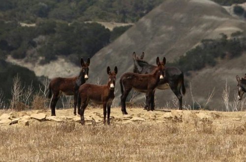 İsveçrənin eşşək qanunu mübahisələrə səbəb olub