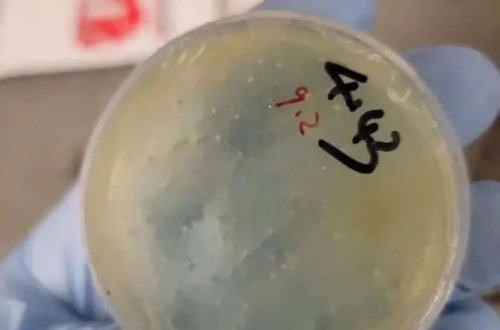 Gizli bioloji maddə qalmaqalı: Çinli alim hava limanında tutuldu