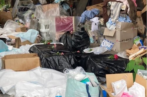 Pişikləri qoruyan könüllünün evində 100-dən çox ölü pişik tapıldı