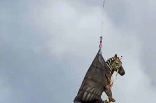 Qaçaq ev heyvanı zebra bir həftədən sonra tutuldu