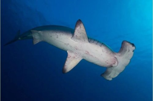 Göydən köpək balığı düşdü
