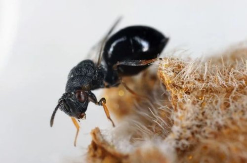 Avropada qarışqa istilası! Tunellər qazıb elektrik enerjisini kəsirlər