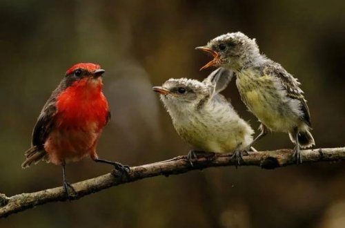 Qədim Romada fast food mədəniyyəti: Qəlyanaltı kimi qızardılmış quş yeyirdilər