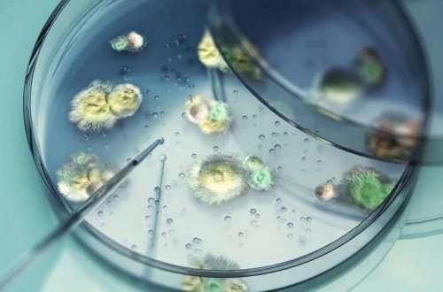 Ölümcül göbələk yayılır: Bədənə nüfuz edir, içəridən öldürür