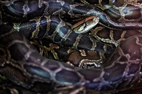 İngiltərədə nəhəng piton xəbərdarlığı: Dördü tutuldu