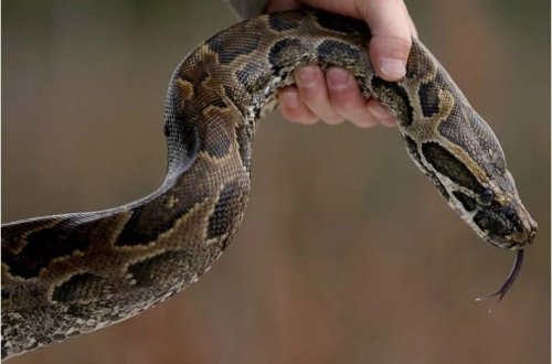 Florida ilanlara qarşı müharibə elan etdi: On minlərlə piton tutuldu