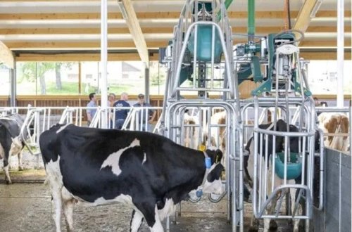 İsveçrədə inəklər üçün xüsusi tualet sistemi hazırlanıb