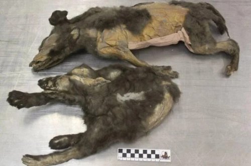 Sibirdə tapılan 14 min illik heyvanların sirri açılıb