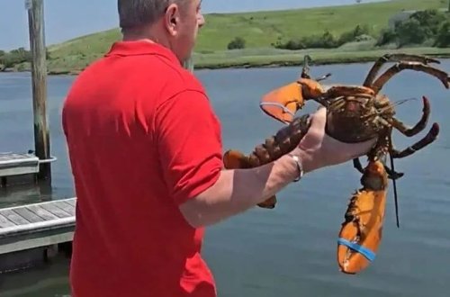 110 yaşlı xərçəng yenidən okeana buraxıldı