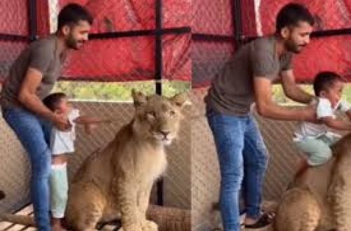 Hindistandan qorxulu görüntülər: Ata azyaşlı uşağını aslanın belinə minməyə məcbur etdi