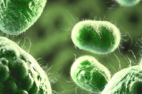 İti sığallayarkən itin onu cızmağı nəticəsində dünyasını dəyişdi