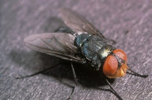 Ət yeyən milçək bədəni canlı canlı yeyir