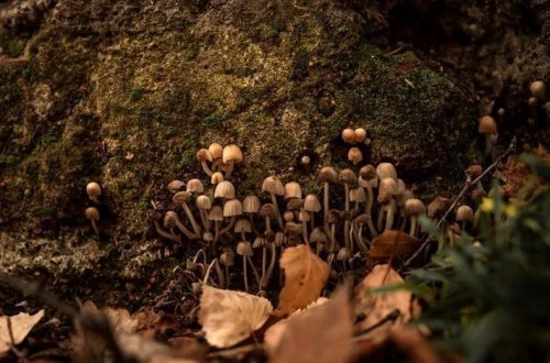 Tədqiqatçıları öldürən göbələk xərçənglə mübarizə aparacaq