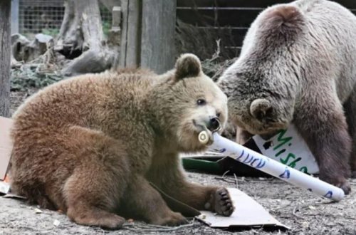 Sığınacaqdan qaçan ayılar bir həftəlik balı yedilər