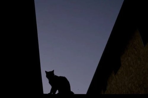 Pişiklərdəki parazit beyin funksiyasını poza bilər