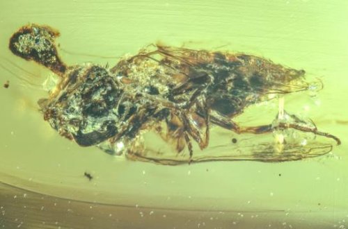 99 milyon illik kəhrəbada zombi göbələyinin izləri aşkarlandı