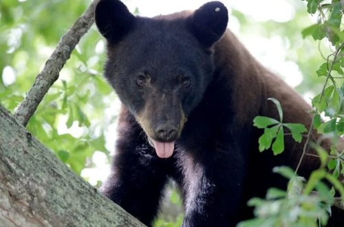 Ayı uçuş-enmə zolağına girdi, uçuşlar ləğv edildi