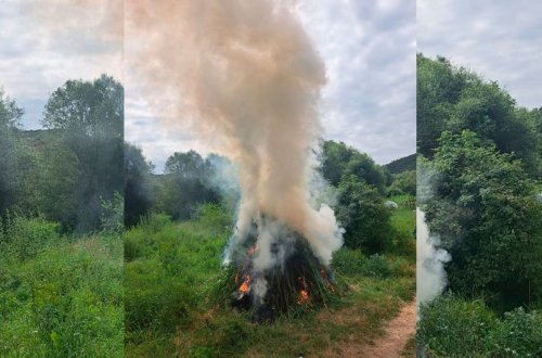 Zabuxda 7 mindən çox çətənə kolu məhv edilib