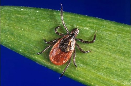 Yunanıstanda gənənin dişlədiyi bir nəfər ölüb